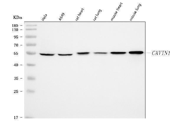 Anti-PTRF/CAVIN1 Antibody Picoband® Boster Bio