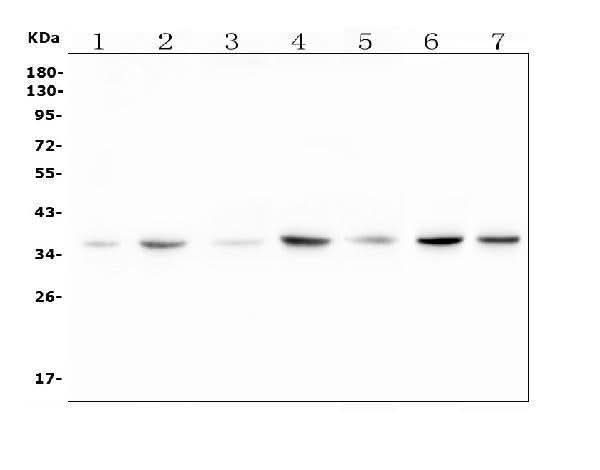 Anti-RTL10 Antibody Picoband® Boster Bio