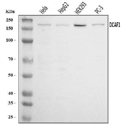 Anti-VPRBP/DCAF1 Antibody Picoband® Boster Bio