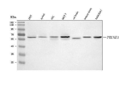 Anti-PRUNE1 Antibody Picoband® Boster Bio