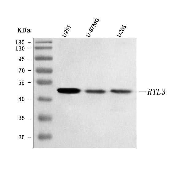 Anti-RTL3 Antibody Picoband® Boster Bio