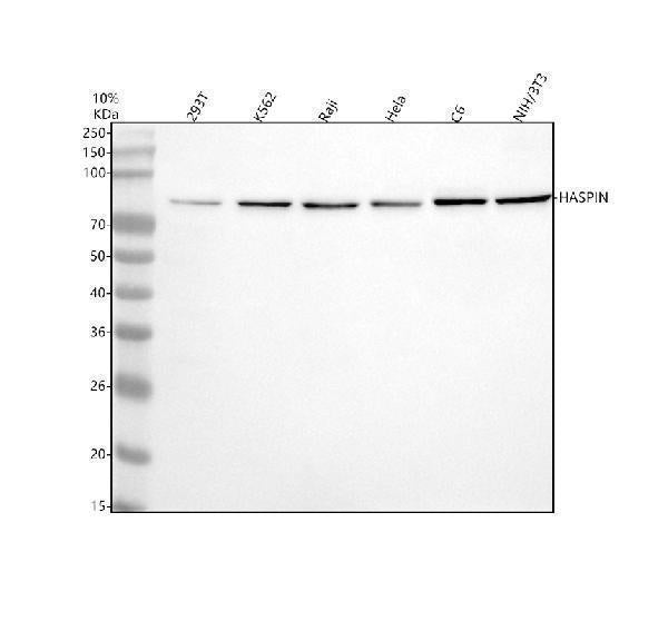Anti-GSG2/HASPIN Antibody Picoband® Boster Bio