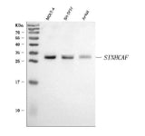 Anti-SINHCAF Antibody Picoband® Boster Bio