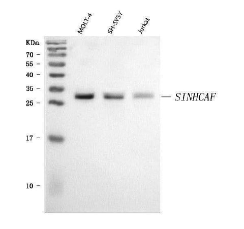 Anti-SINHCAF Antibody Picoband® Boster Bio