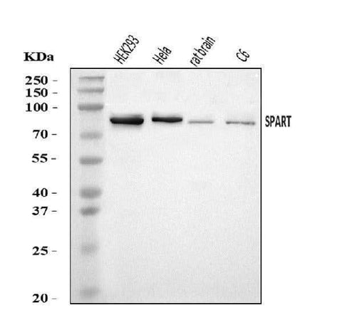 Anti-SPART Antibody Picoband® Boster Bio