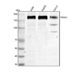 Anti-PRAG1 Antibody Picoband® Boster Bio