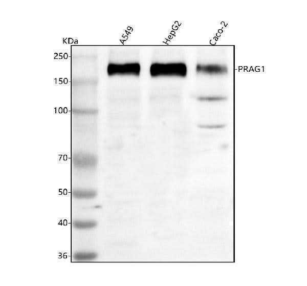Anti-PRAG1 Antibody Picoband® Boster Bio