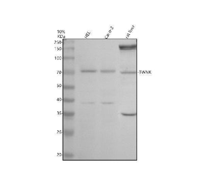 Anti-Twinkle/TWNK Antibody Picoband® Boster Bio