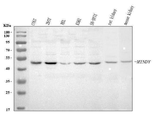 Anti-MINDY3 Antibody Picoband® Boster Bio