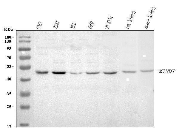 Anti-MINDY3 Antibody Picoband® Boster Bio