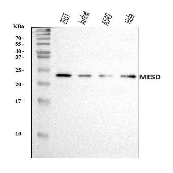 Anti-MESDC2/MESD Antibody Picoband® Boster Bio