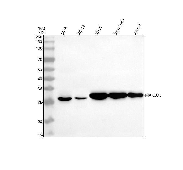 Anti-MARCOL Antibody Picoband® Boster Bio