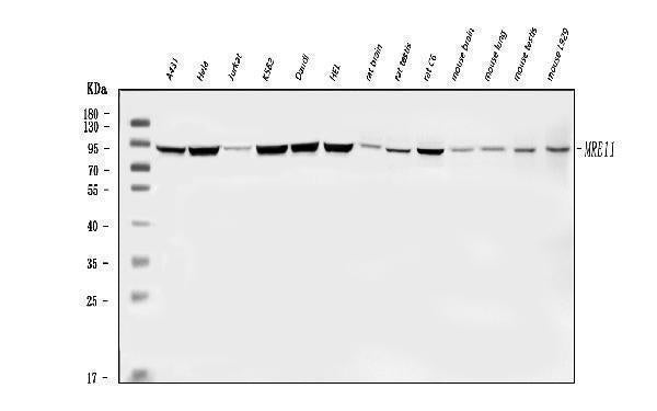 Anti-MRE11 Antibody Picoband® Boster Bio