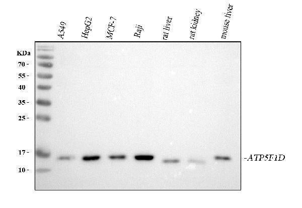 Anti-ATP5F1D Antibody Picoband® Boster Bio
