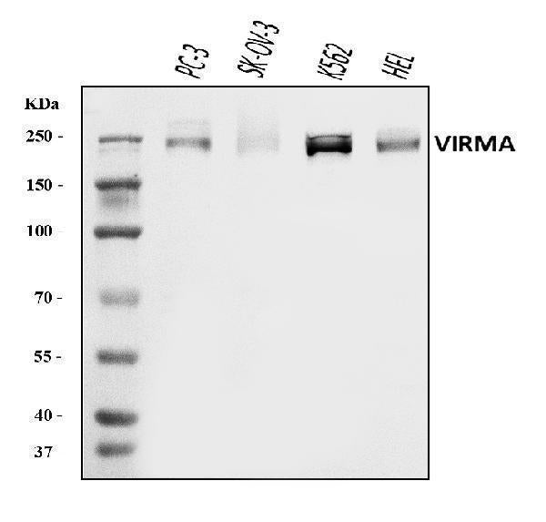 Anti-KIAA1429/VIRMA Antibody Picoband® Boster Bio