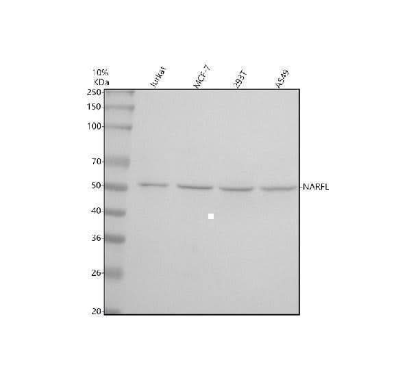 Anti-NARFL/CIAO3 Antibody Picoband® Boster Bio