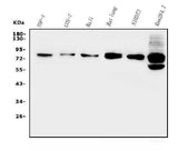 Anti-GRK2 Antibody Picoband® Boster Bio