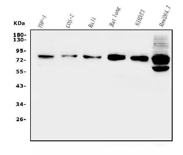 Anti-GRK2 Antibody Picoband® Boster Bio