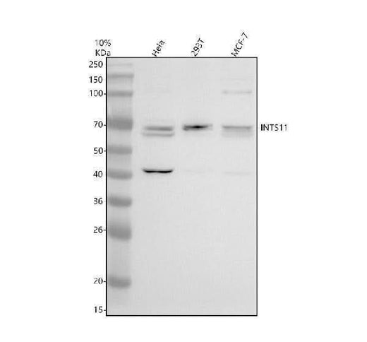 Anti-INTS11 Antibody Picoband® Boster Bio