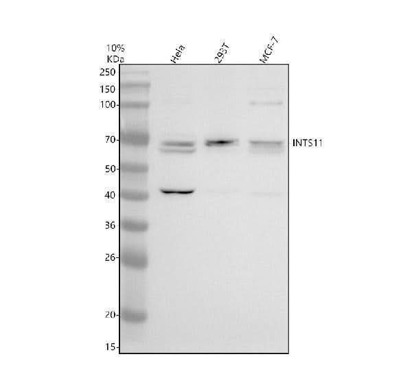 Anti-INTS11 Antibody Picoband® Boster Bio