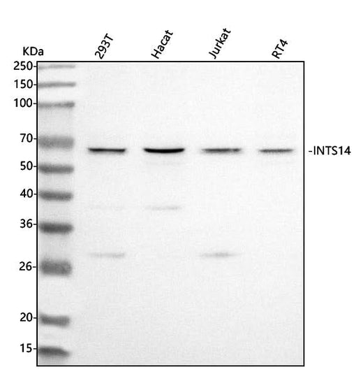 Anti-INTS14 Antibody Picoband® Boster Bio