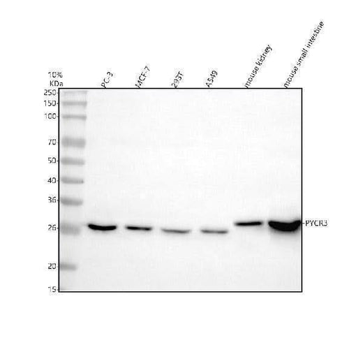 Anti-PYCRL/PYCR3 Antibody Picoband® Boster Bio