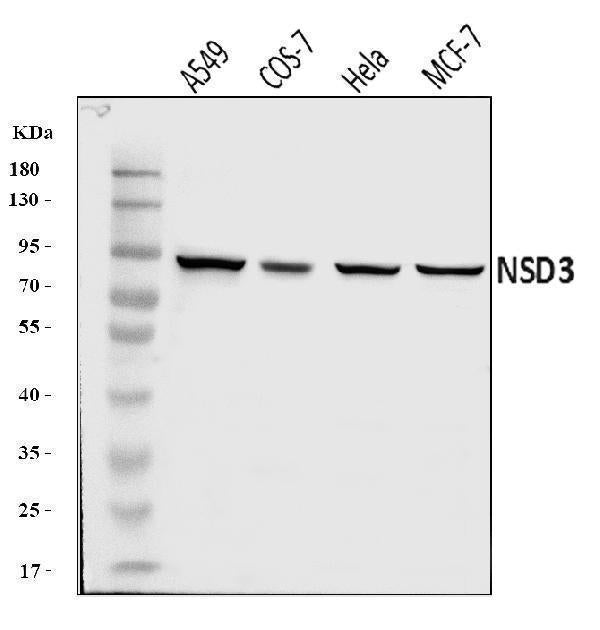 Anti-NSD3 Antibody Picoband® Boster Bio