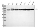Anti-MINDY4 Antibody Picoband® Boster Bio