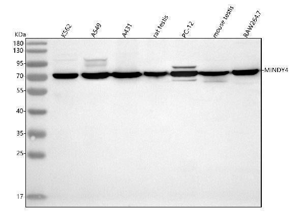 Anti-MINDY4 Antibody Picoband® Boster Bio