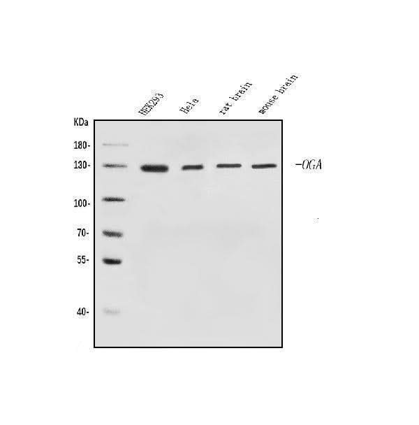 Anti-MGEA5/OGA Antibody Picoband® Boster Bio
