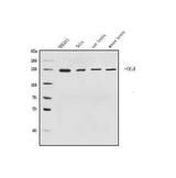 Anti-MGEA5/OGA Antibody Picoband® Boster Bio