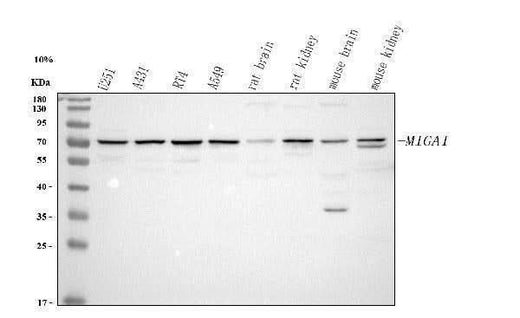 Anti-MIGA1 Antibody Picoband® Boster Bio