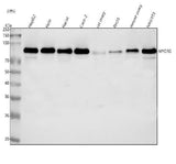 Anti-MYORG Antibody Picoband® Boster Bio