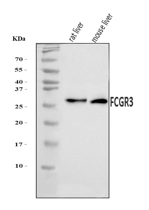 Anti-CD16/Fcgr3 Antibody Picoband® Boster Bio