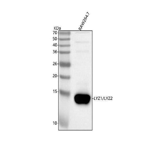 Anti-Lyz1/2 Antibody Picoband® Boster Bio