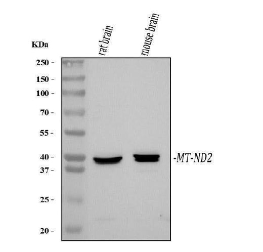 Anti-NADH2/Mtnd2 Antibody Picoband® Boster Bio