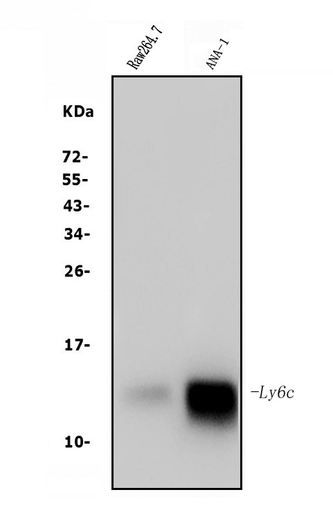 Anti-LY6C Antibody Picoband® Boster Bio