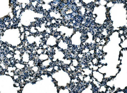 Anti-Ccl21a Antibody Boster Bio