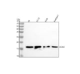 Anti-BCAR4 Antibody Picoband® Boster Bio