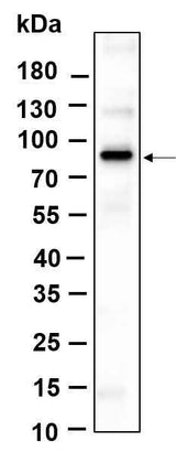 Anti-Human/Mouse/Rat β Catenin Antibody [B886]