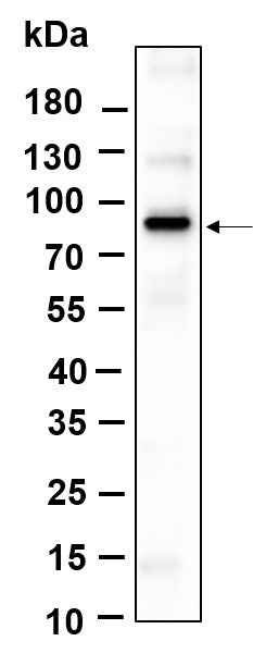 Anti-Human/Mouse/Rat β Catenin Antibody [B886] - ABMIUM