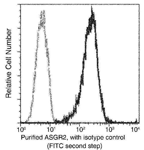 Anti-Human ASGR2 Antibody [B190] - ABMIUM
