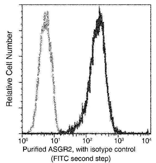 Anti-Human ASGR2 Antibody [B190] - ABMIUM
