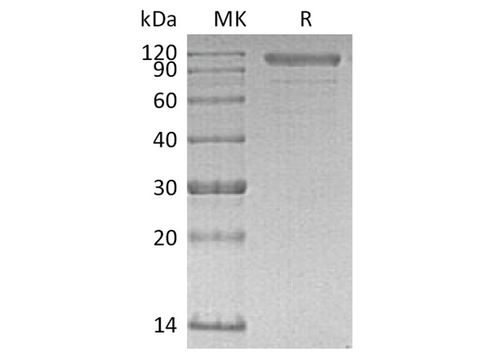 > 90 % as determined by reducing SDS-PAGE.