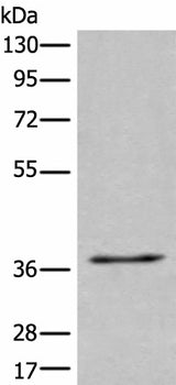 Western blot analysis of 231 cell lysate using UBAC2 Polyclonal Antibody at dilution of 1:400