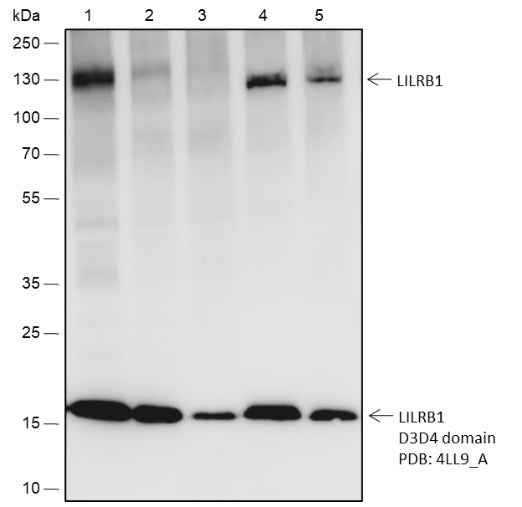 Anti-Human/Rat/Mouse LILRB1 Antibody [A481]