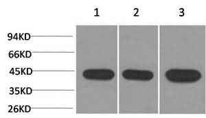 Anti-Human/Mouse/Rat ACTA2 Antibody [1E12]