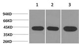 Western Blot analysis of 1) Hela, 2) 3T3, 3) Rat brain with ACTA2 Monoclonal Antibody.