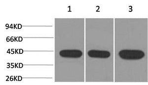 Western Blot analysis of 1) Hela, 2) 3T3, 3) Rat brain with ACTA2 Monoclonal Antibody.