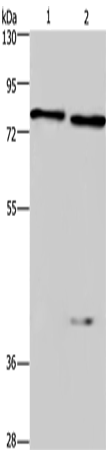Anti-Human/Mouse COL4A3BP Antibody - ABMIUM